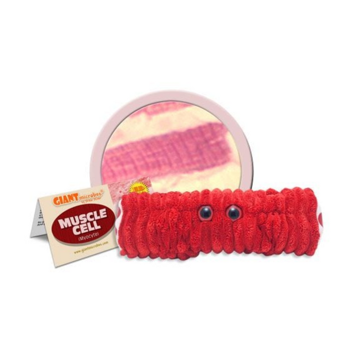 Muscle Cell (Myocyte)