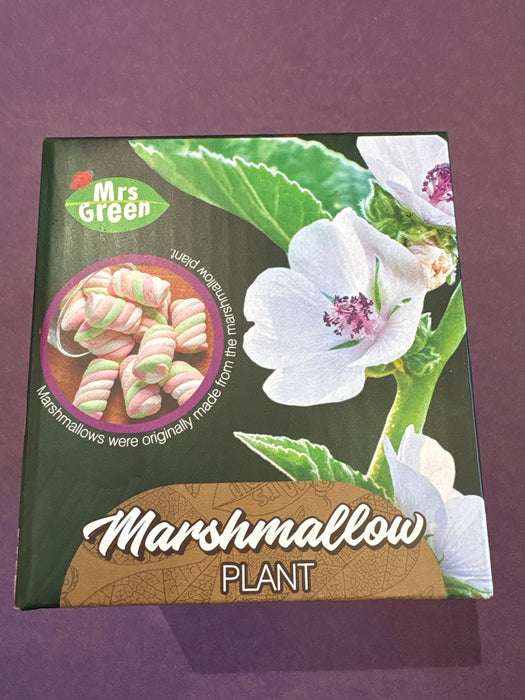 Marshmallow Plant