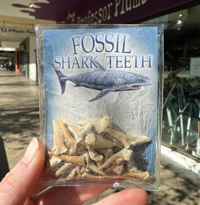 Shark Teeth Fossil