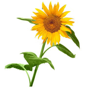 Sunflower with green leaves on a white background