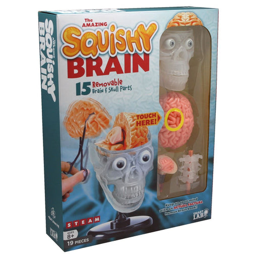 Amazing Squishy Brain Model Package