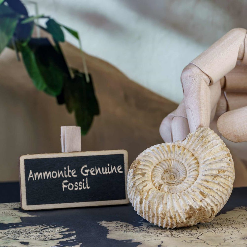 ammonite-genuine fossil