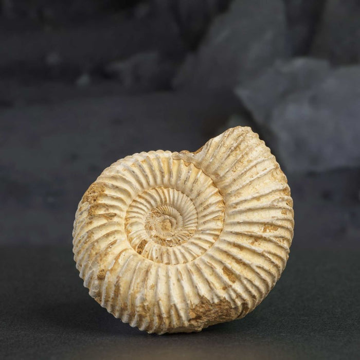 ammonite genuine fossil 2