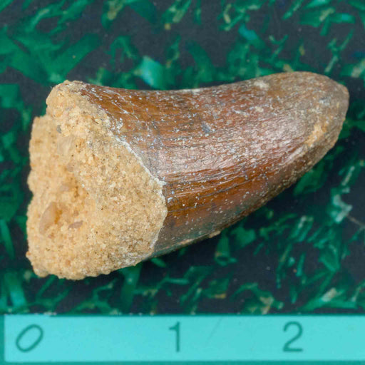 Fossilised Tooth from Sarcosuchus - Large