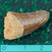 Fossilised Tooth from Sarcosuchus - Large