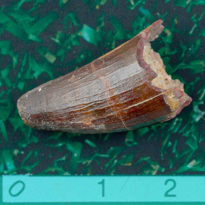 Fossilised Tooth from Sarcosuchus - Small