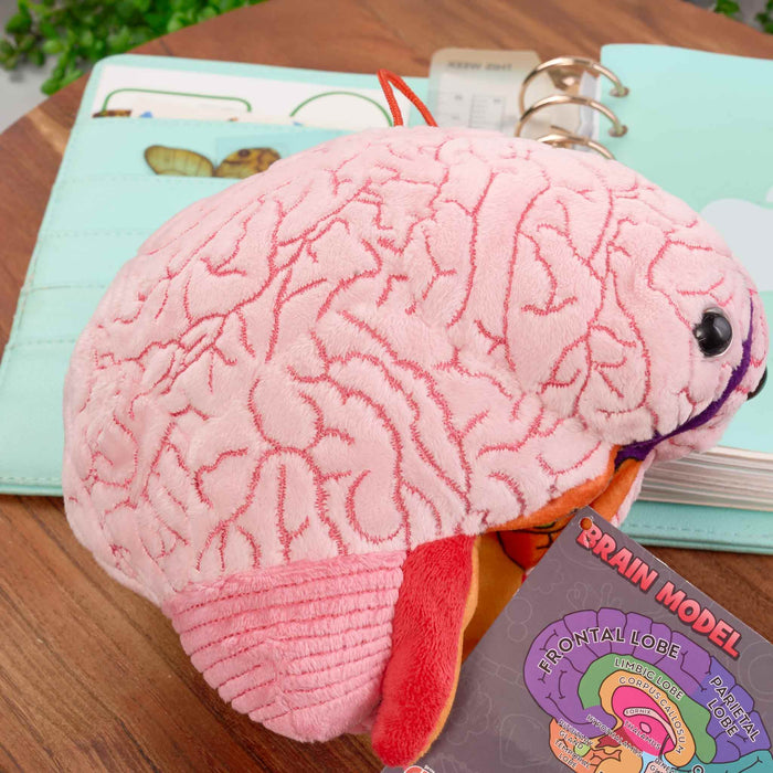 Brain Model Labelled Plushie