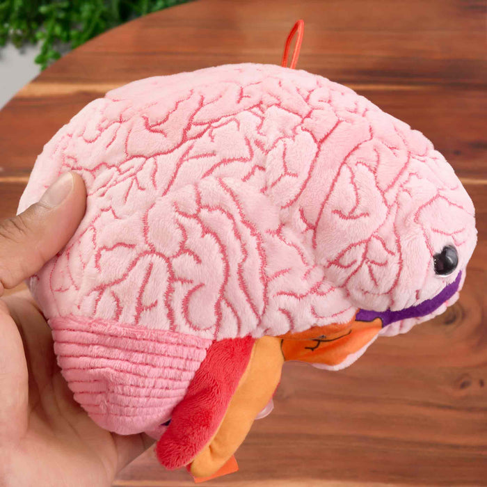 Brain Model Labelled Plushie