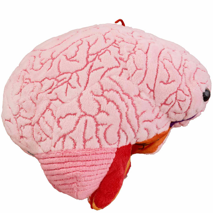 Brain Model Labelled Plushie