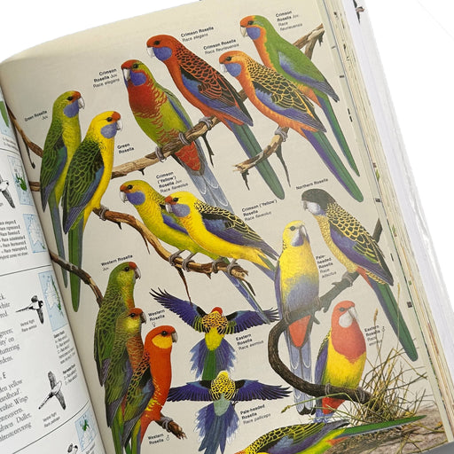 Open book with colorful illustrations of parrots on a white background