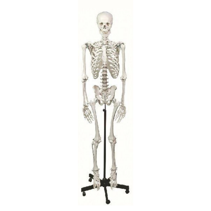 Lifesize skeleton isolated