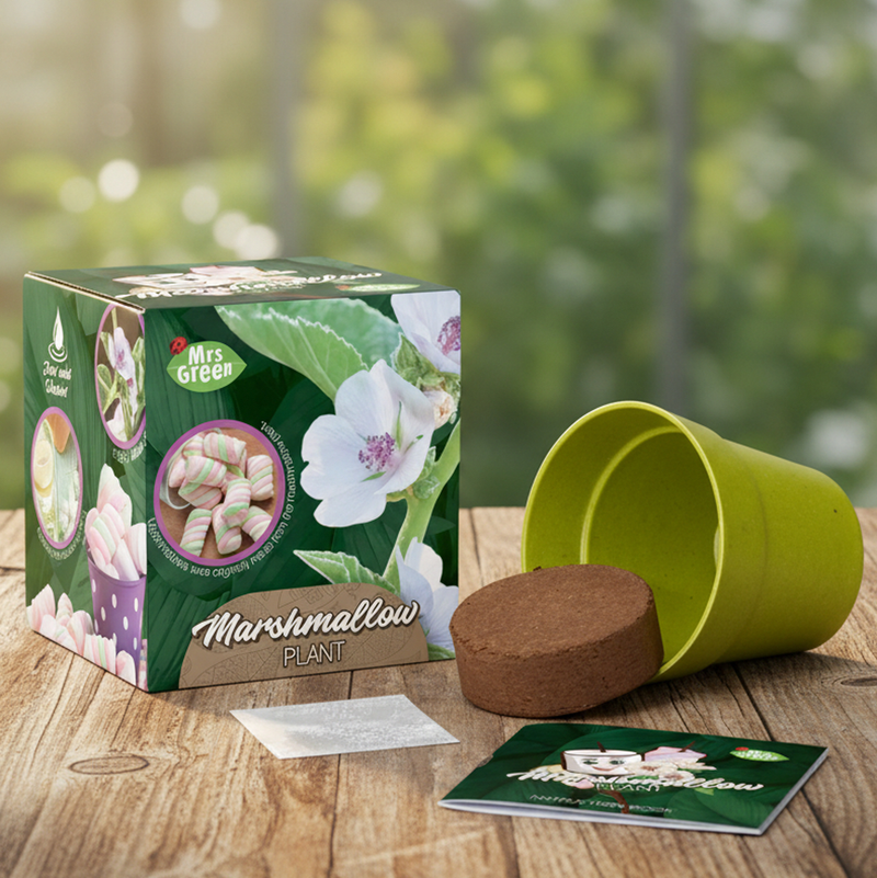 Marshmallow Plant