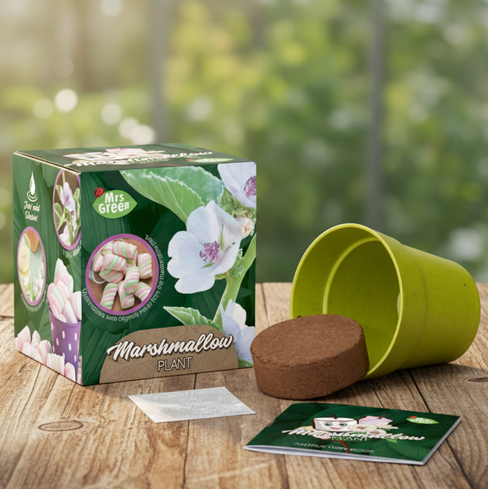 Marshmallow Plant