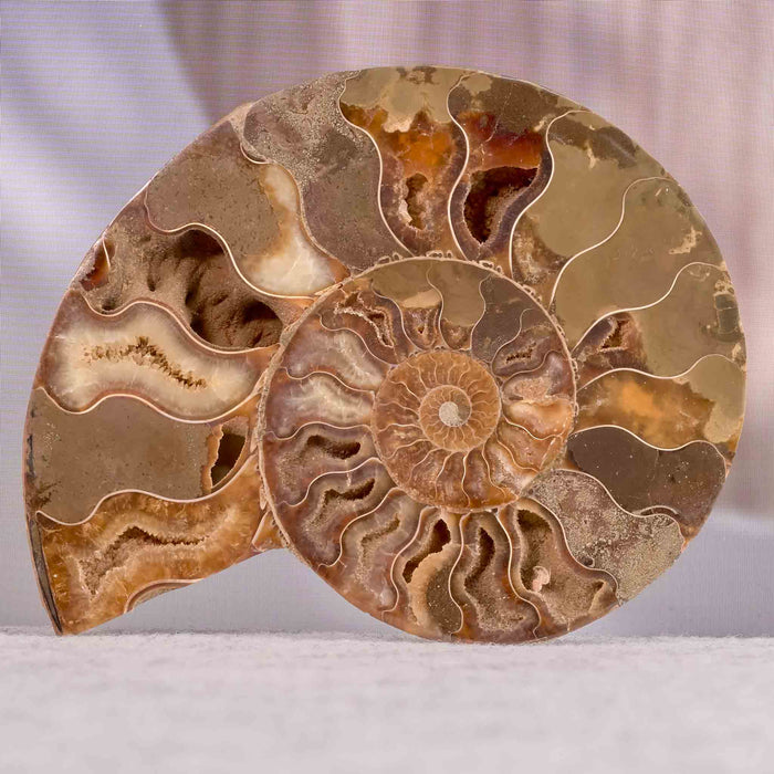 Ammonite pair (2 halves) 15cm