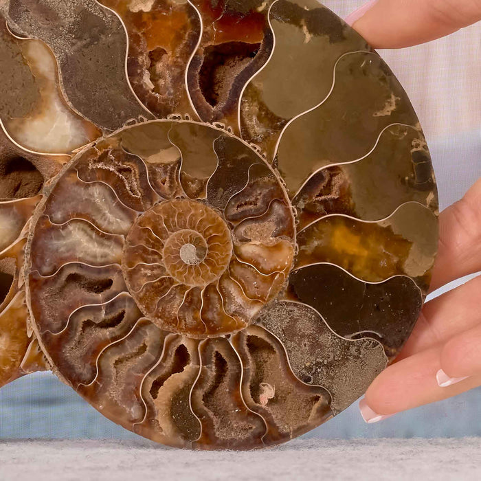 Ammonite pair (2 halves) 15cm