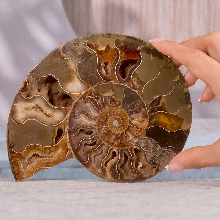 Ammonite pair (2 halves) 15cm