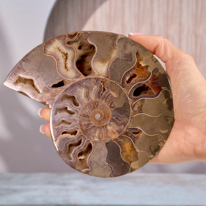 Ammonite pair (2 halves) 15cm