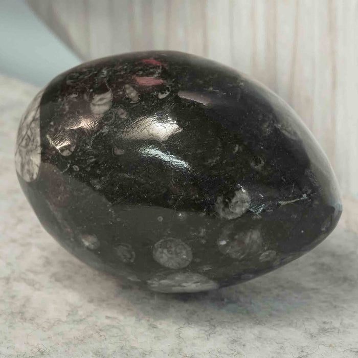Fossil Nautiloid Eggs Gemstone