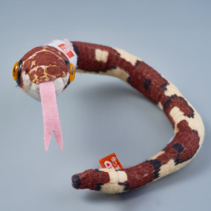 Coilkins Blunt Headed Tree Snake