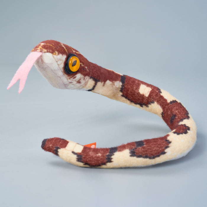 Coilkins Blunt Headed Tree Snake