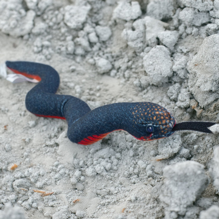 Coilkins Red Bellied Black Snake