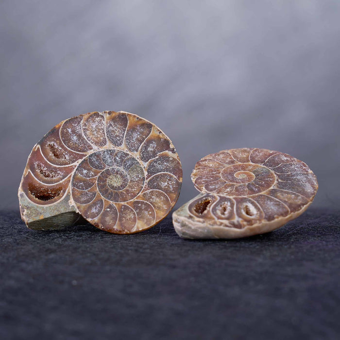 Cut and Polished Ammonite