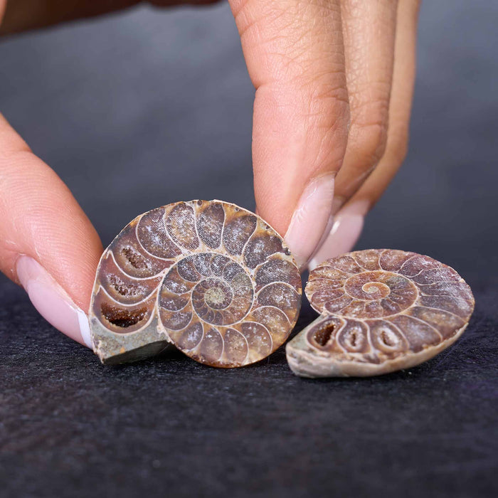 Cut and Polished Ammonite