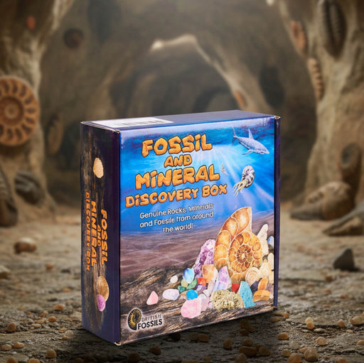 Fossil and mineral discovery box with a background of rocks and fossils