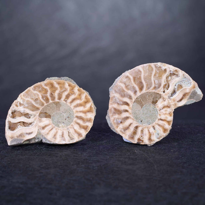 Large Ammonite Slice