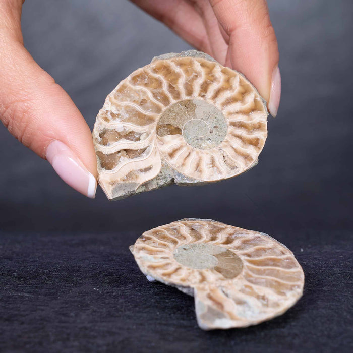 Large Ammonite Slice