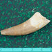 plesiosaur tooth large 