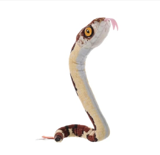 Coilkins Blunt Headed Tree Snake