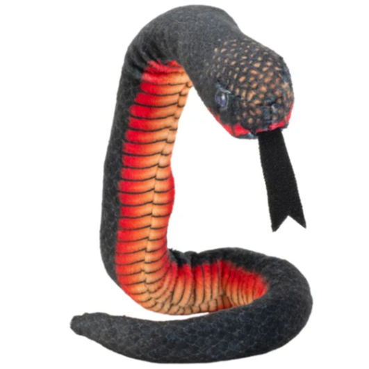 Coilkins Red Bellied Black Snake