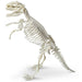 tyrannosaurus-paleo-kit-play skeleton 