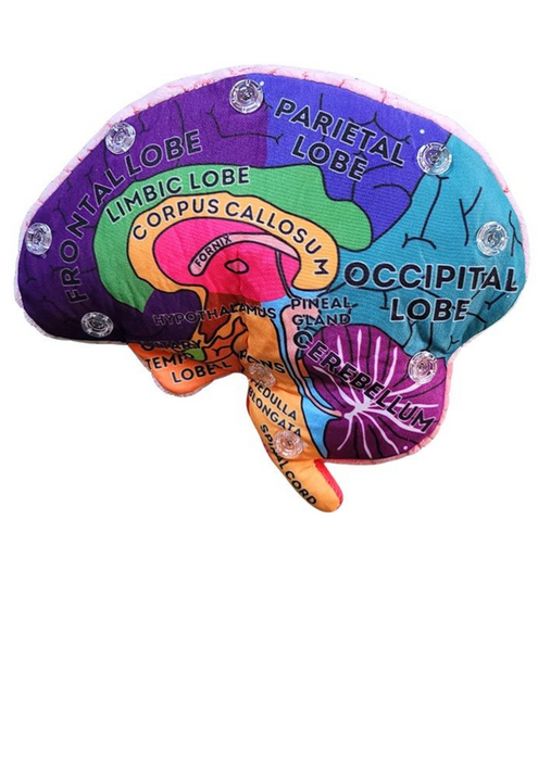 Brain Model Labelled Plushie