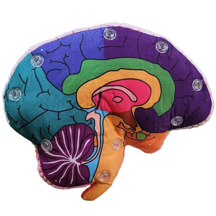 Brain Model Labelled Plushie