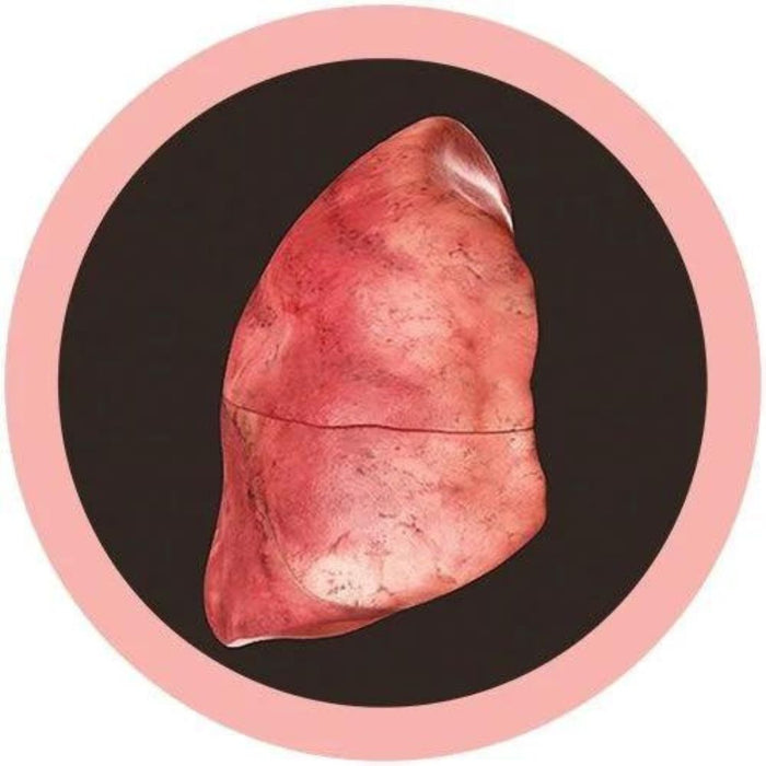 Plush Lung organ