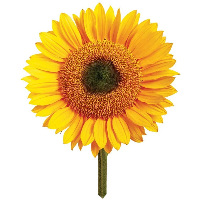 Single sunflower on a white background