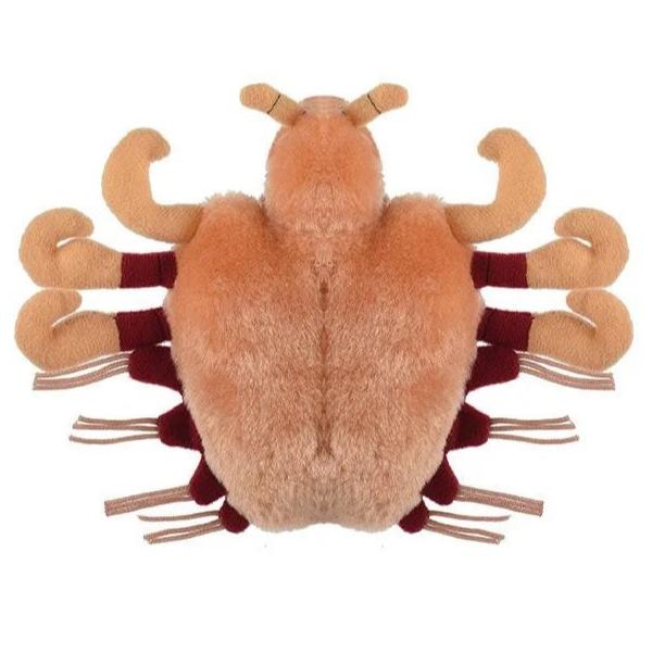 Crab Louse Pthirus pubis