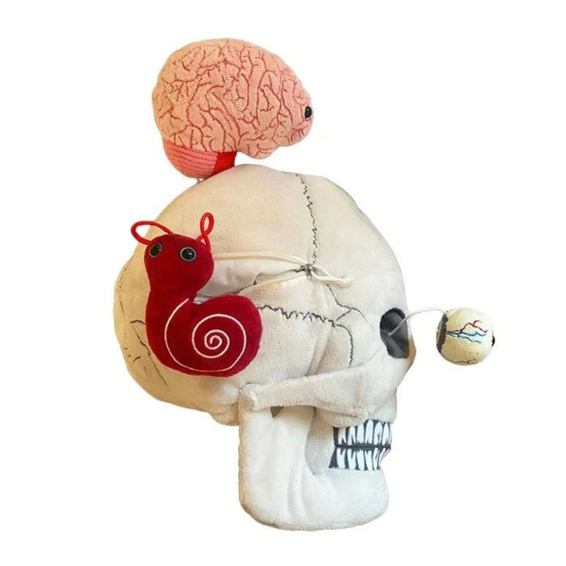 Skull with Hidden Organs