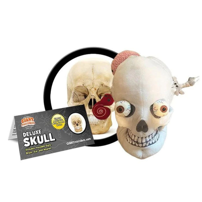 Skull with Hidden Organs