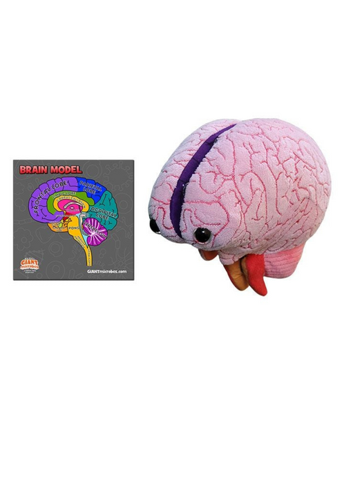 Brain Model Labelled Plushie