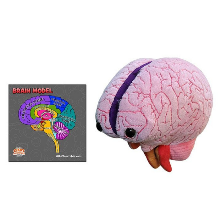 Brain Model Labelled Plushie