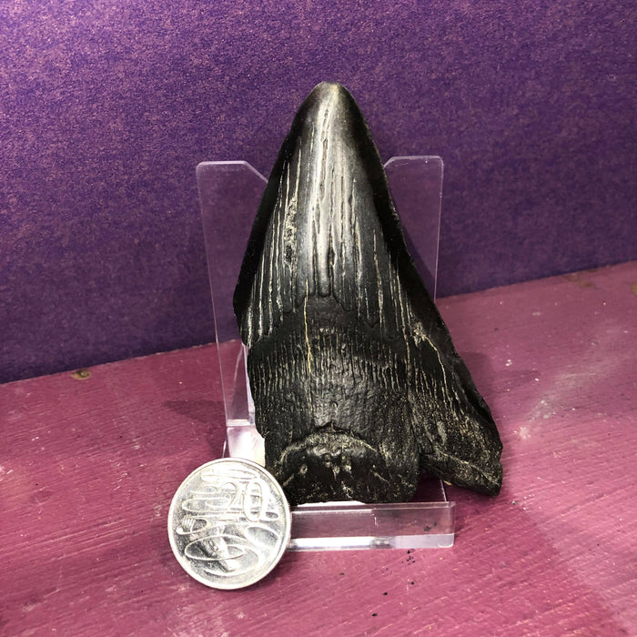 Megalodon Carcharodon Shark Tooth Fossil