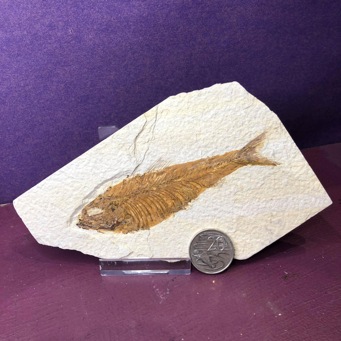 Knightia Large Fossil Fish