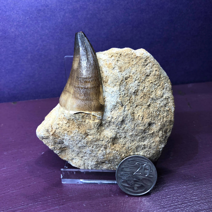 Mosasaur Tooth In Rock Fossil