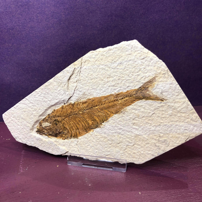 Knightia Large Fossil Fish