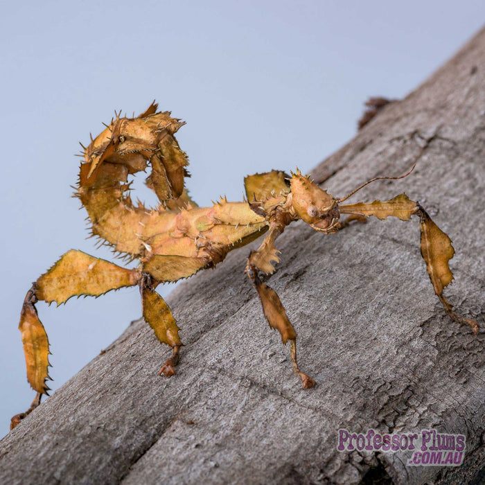 Insectimo Insect (Spiney Leaf)