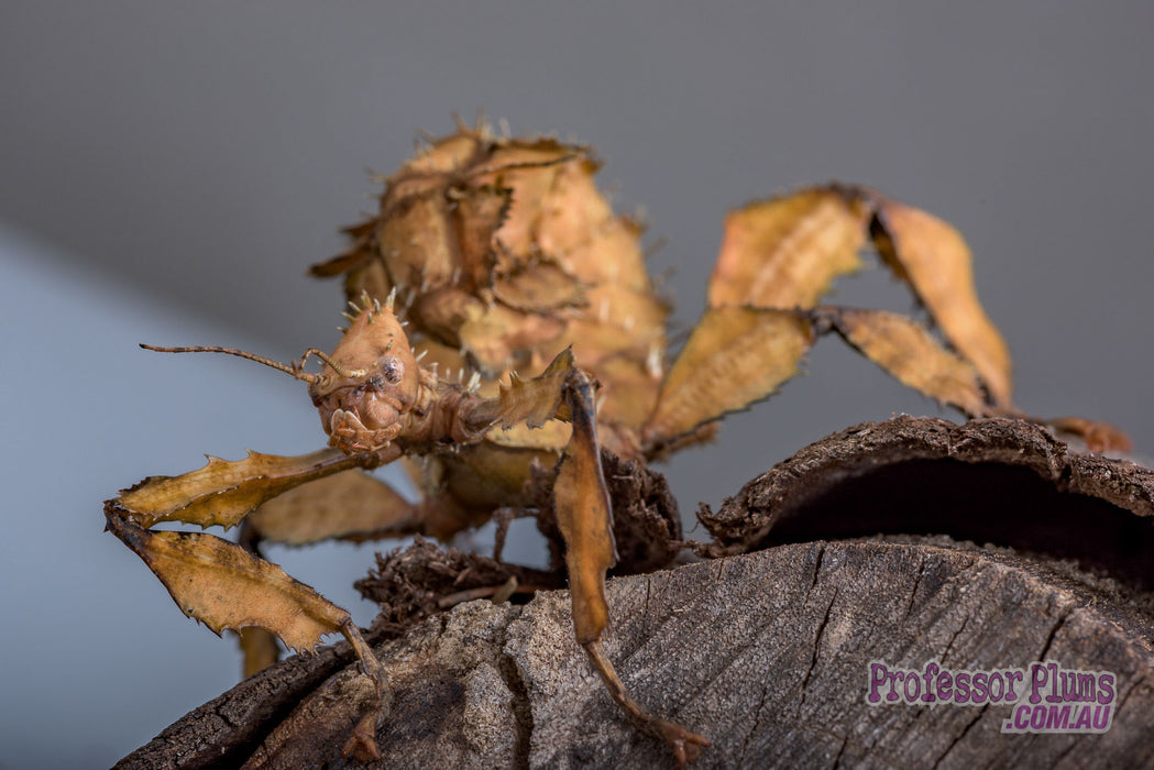 Insectimo Insect (Spiney Leaf)