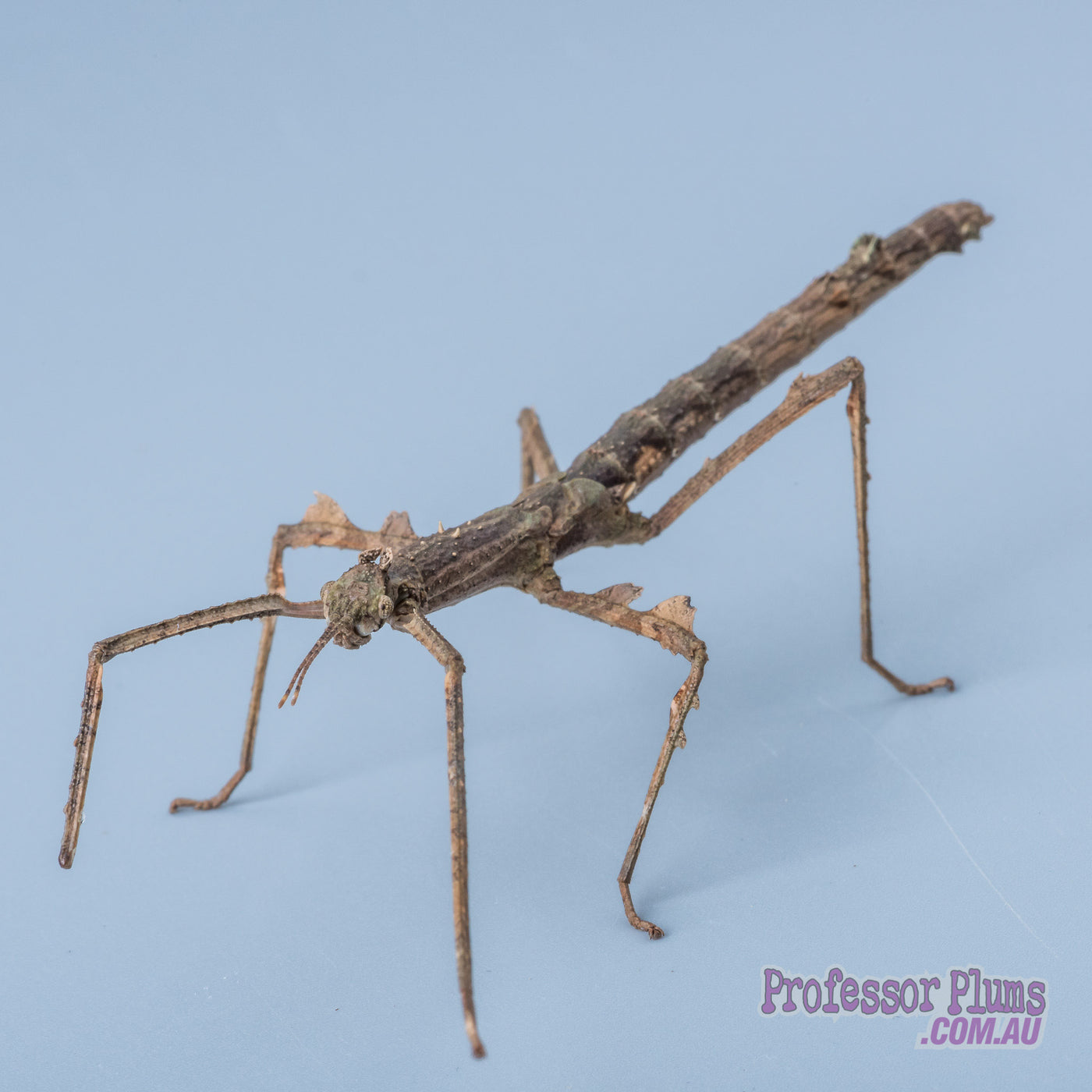 Insectimo Stick Insect (Crowned) — Professor Plums